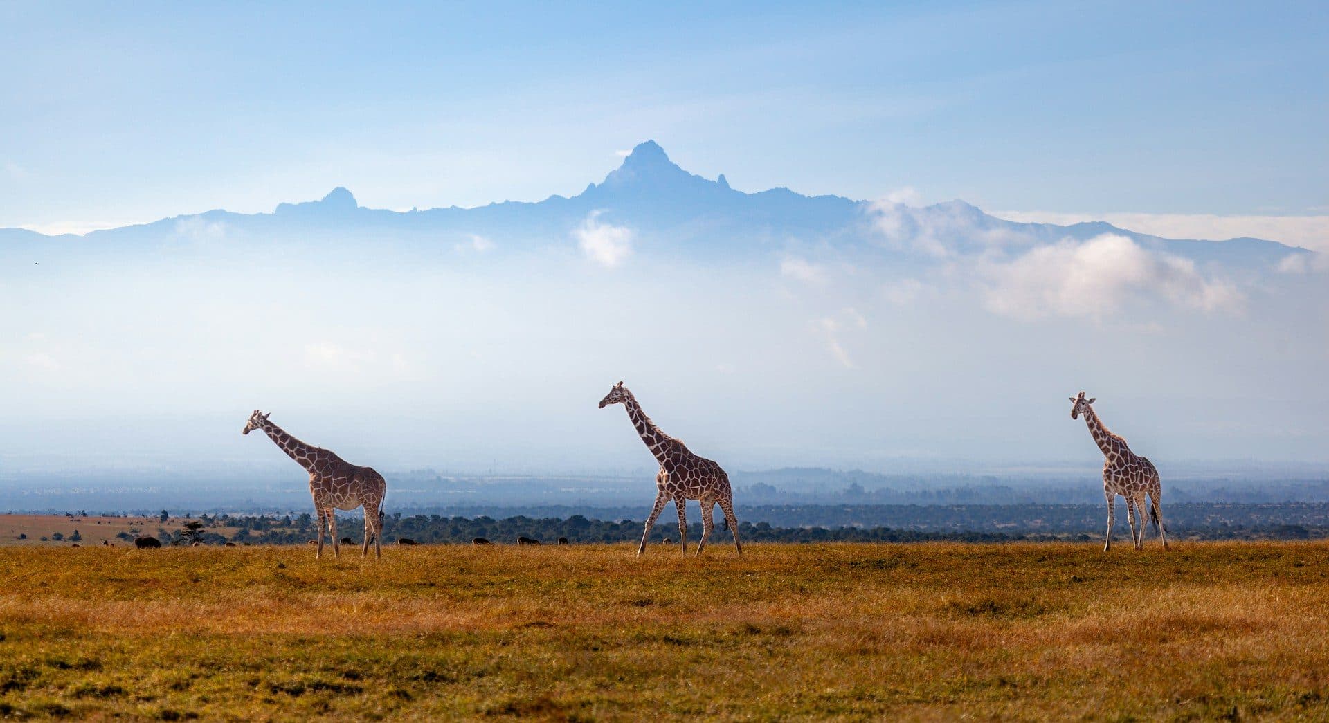 The jagged glaciated summit of Mount Kenya rising above moorland and giant lobelia at dawn, with climbers on the ridge toward Point Lenana
