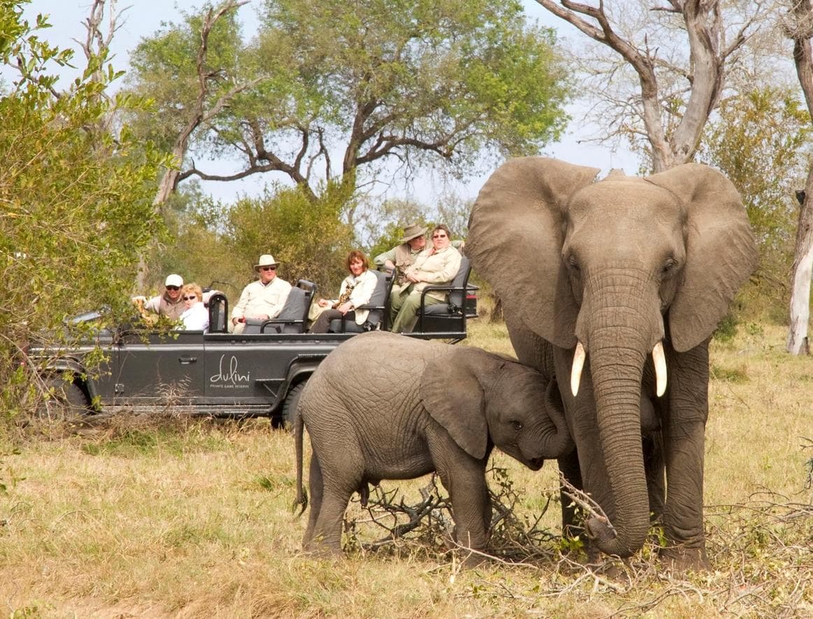 Wildlife on an Artisans of Safari bespoke journey