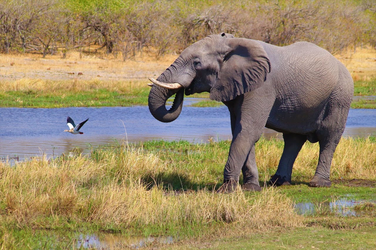 Mokoro canoe gliding through reed channels in the Okavango Delta at sunrise with a herd of elephants drinking on the Chobe riverfront in the distance