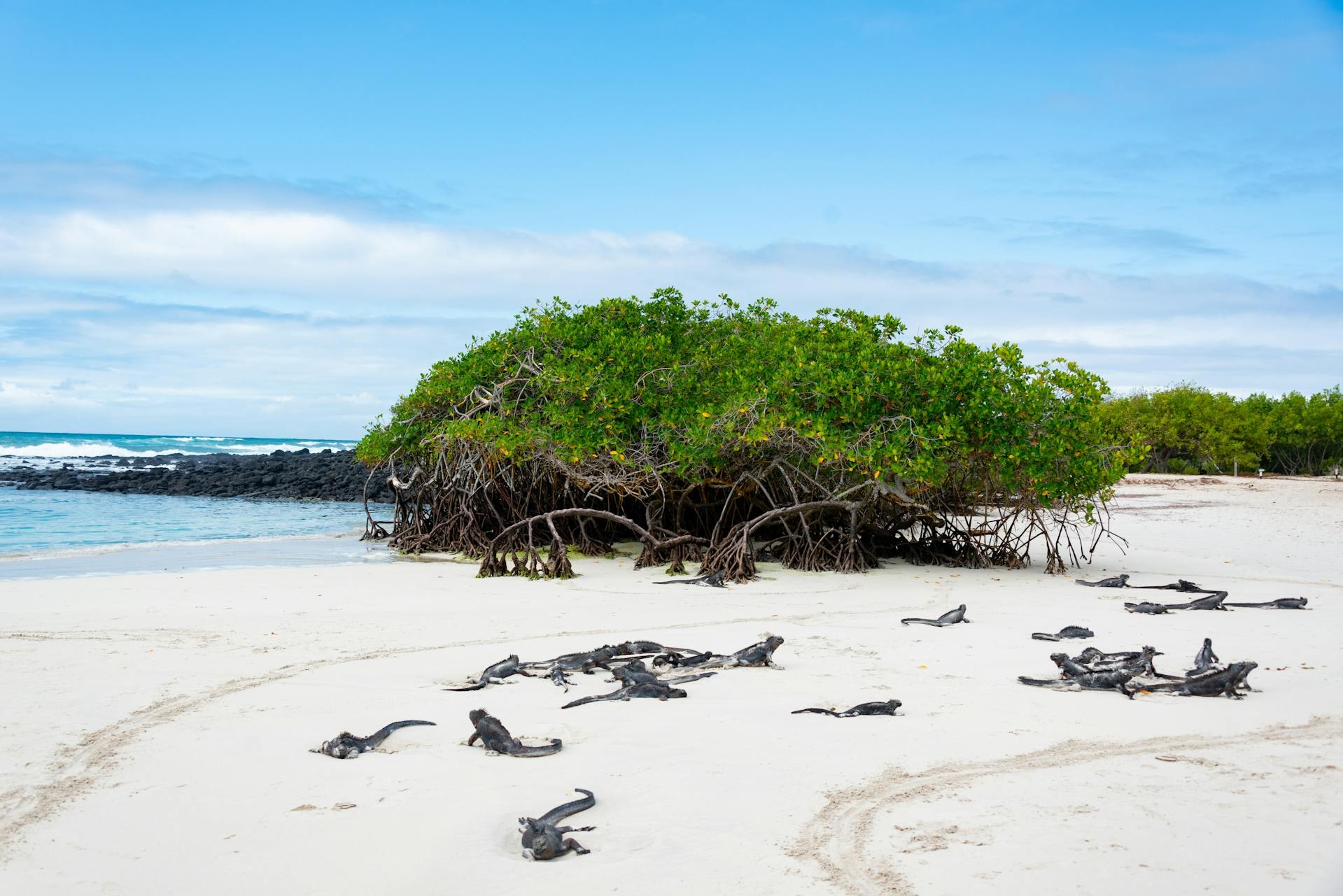 Small expedition cruise ship anchored off a Galápagos island at sunrise with marine iguanas on volcanic rock in the foreground