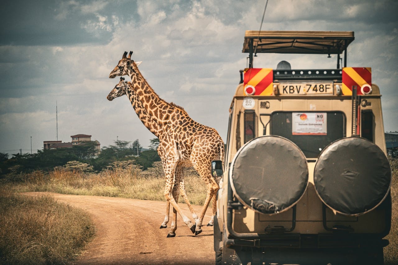 Sunrise game drive in the Maasai Mara with elephants on the open savanna and Kilimanjaro in the distance behind Amboseli