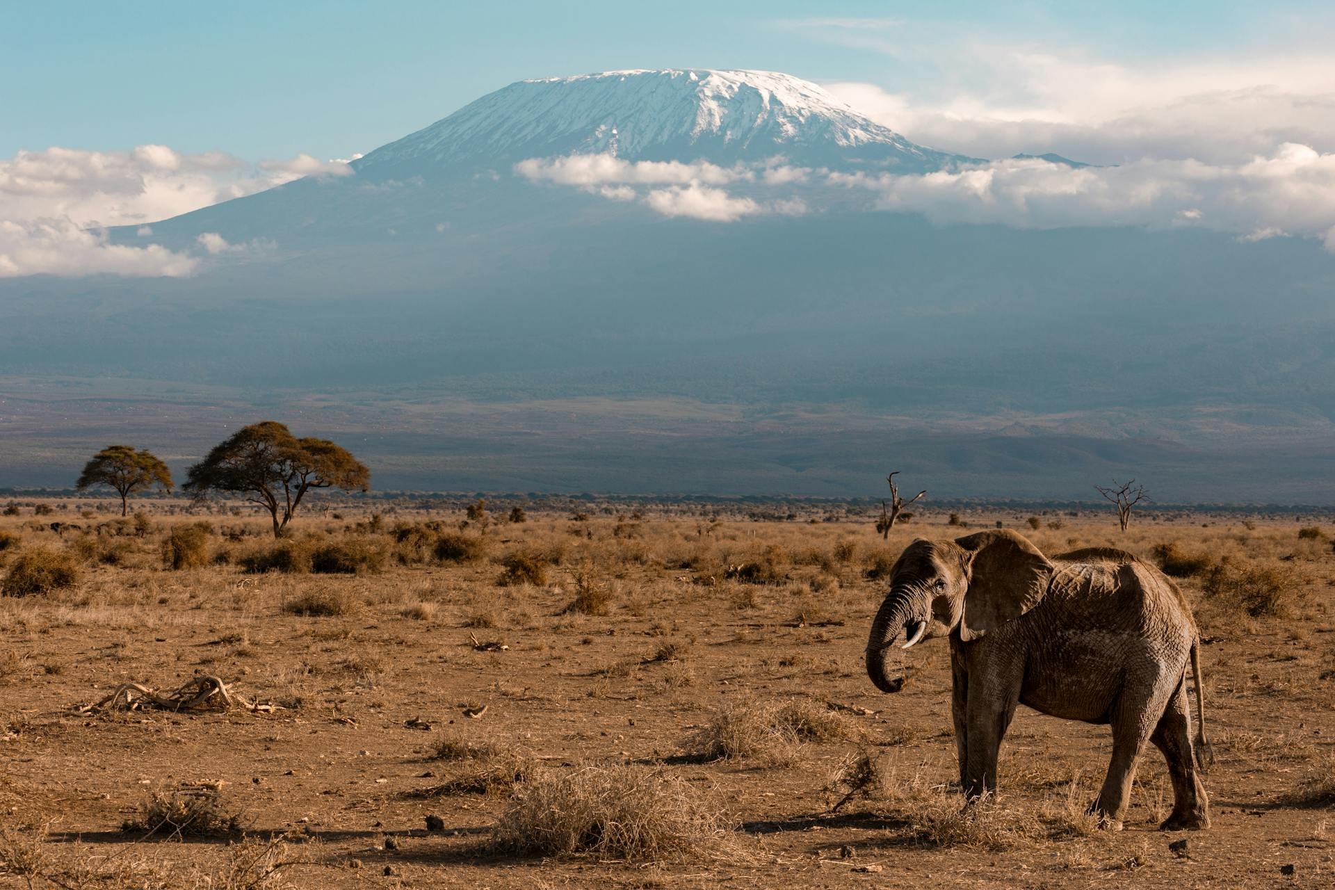 Mount Kilimanjaro snow-capped summit rising above the Serengeti plains at sunrise