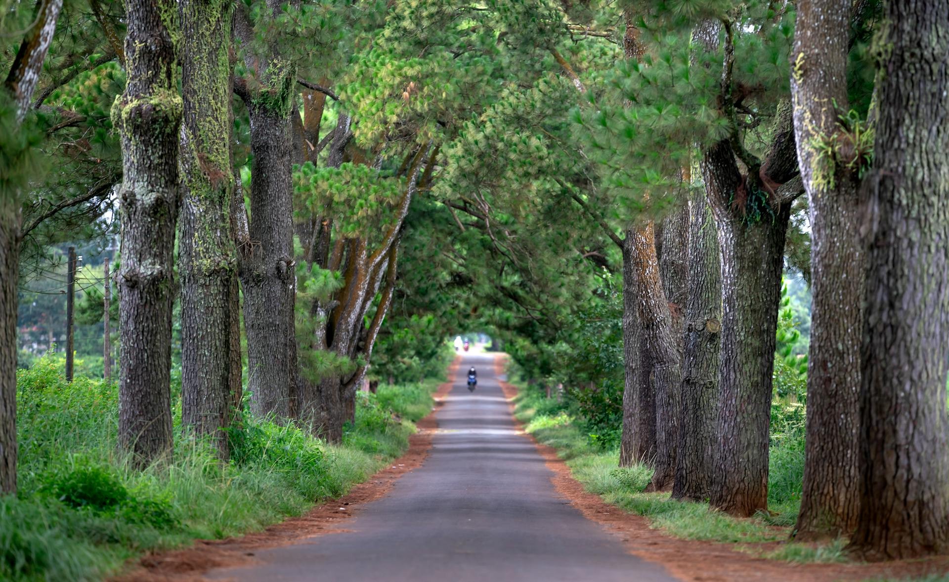 Avenue of the Baobabs at sunset near Morondava with silhouetted Grandidier baobabs lining the red dirt road, and a separate inset of an Indri lemur perched in the misty Andasibe rainforest canopy