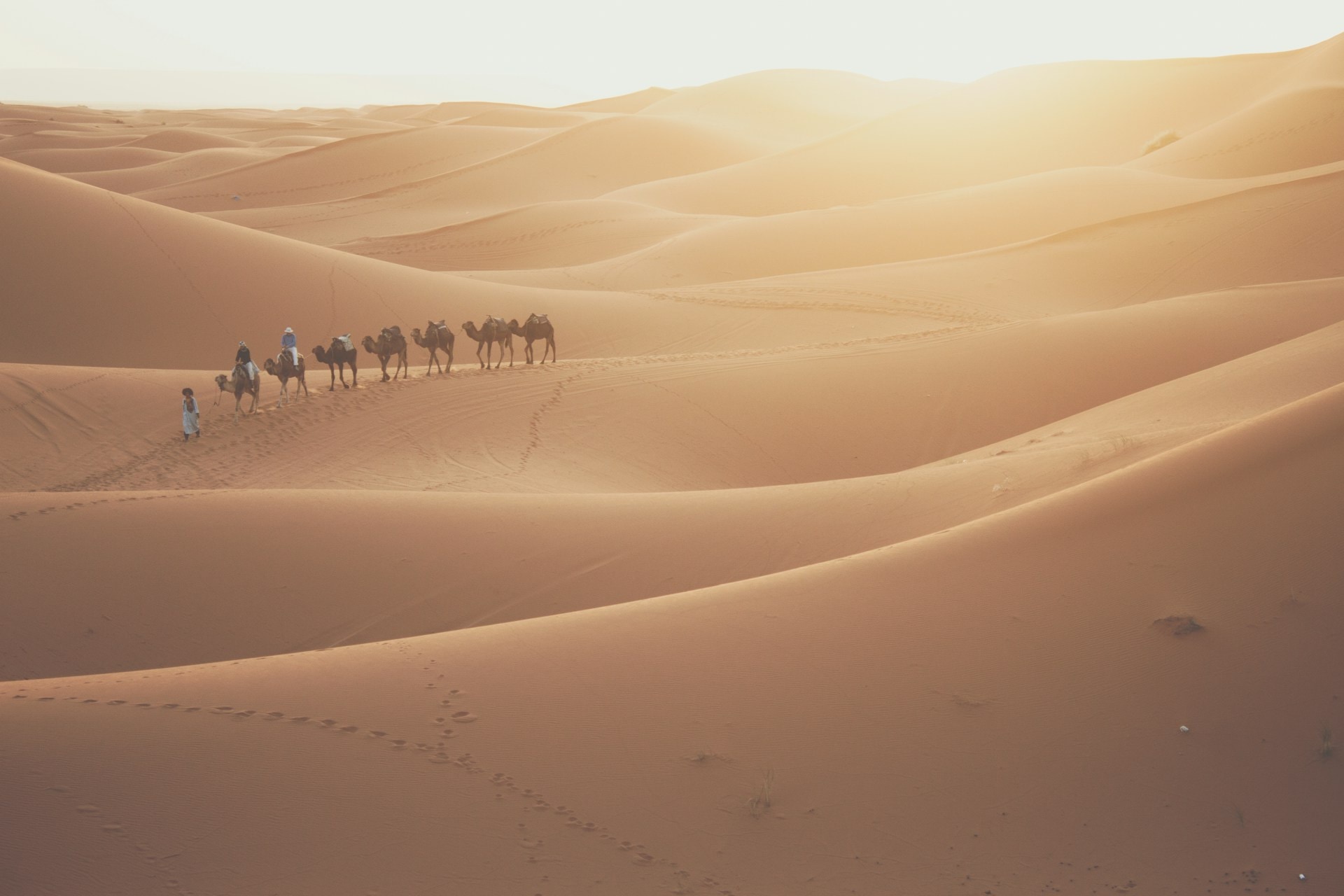 Camel caravan crossing the Erg Chebbi dunes at sunset near Merzouga