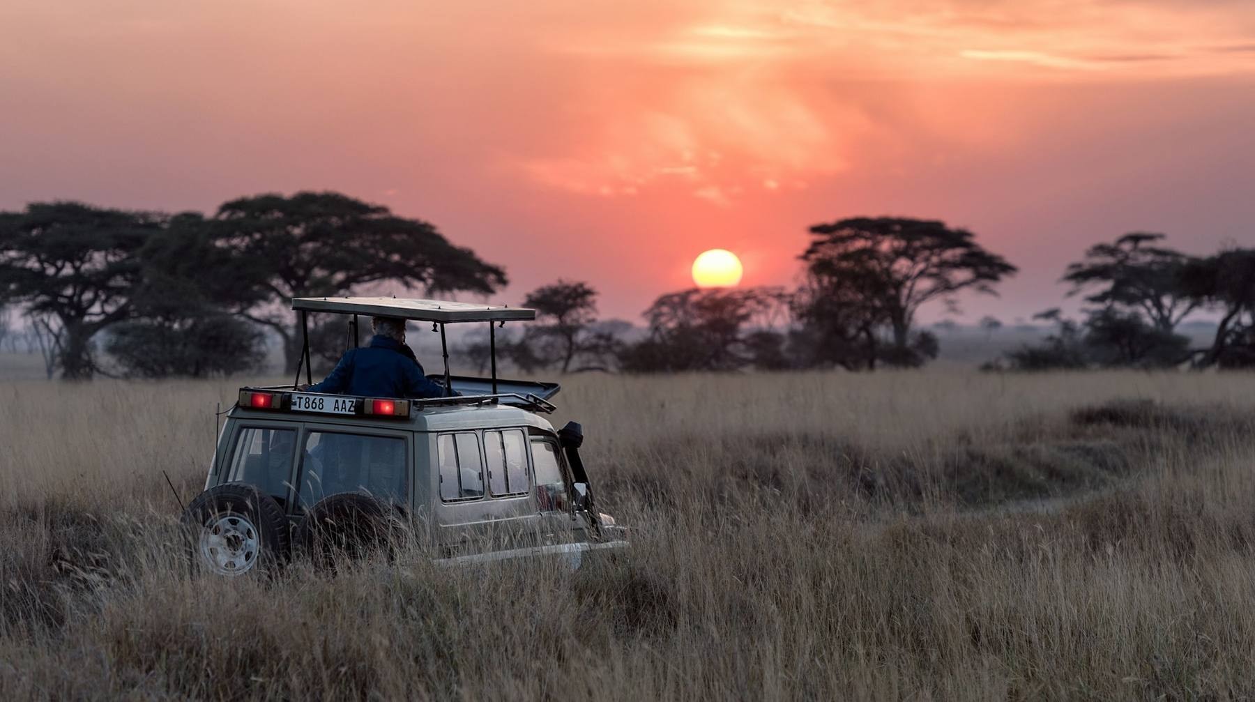 Acacia tree on the Serengeti plains at sunset with a herd of wildebeest in the distance