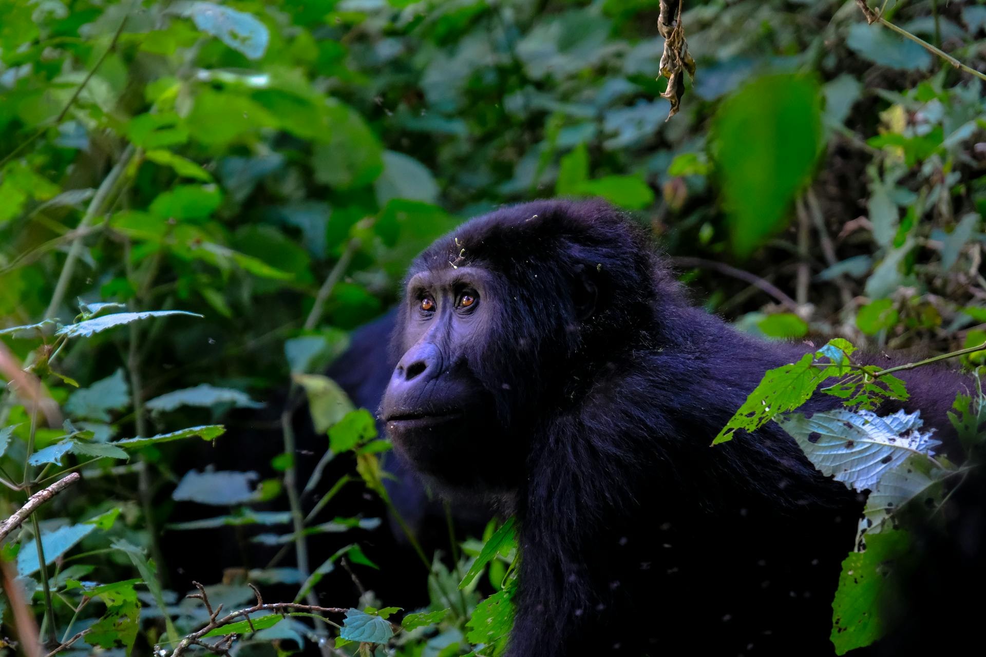 Silverback mountain gorilla sitting in dense forest undergrowth in Bwindi Impenetrable National Park with shafts of morning light filtering through the canopy